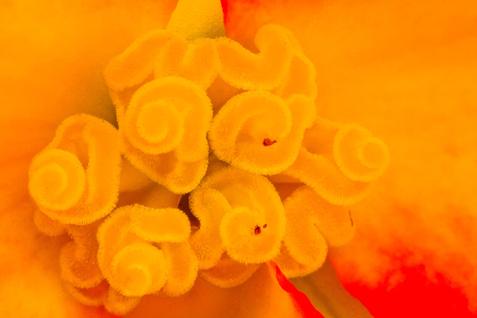 Macro