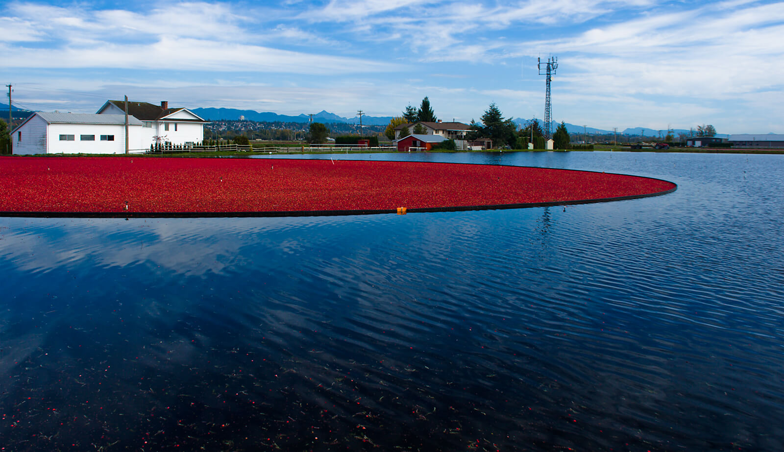 Cranberries