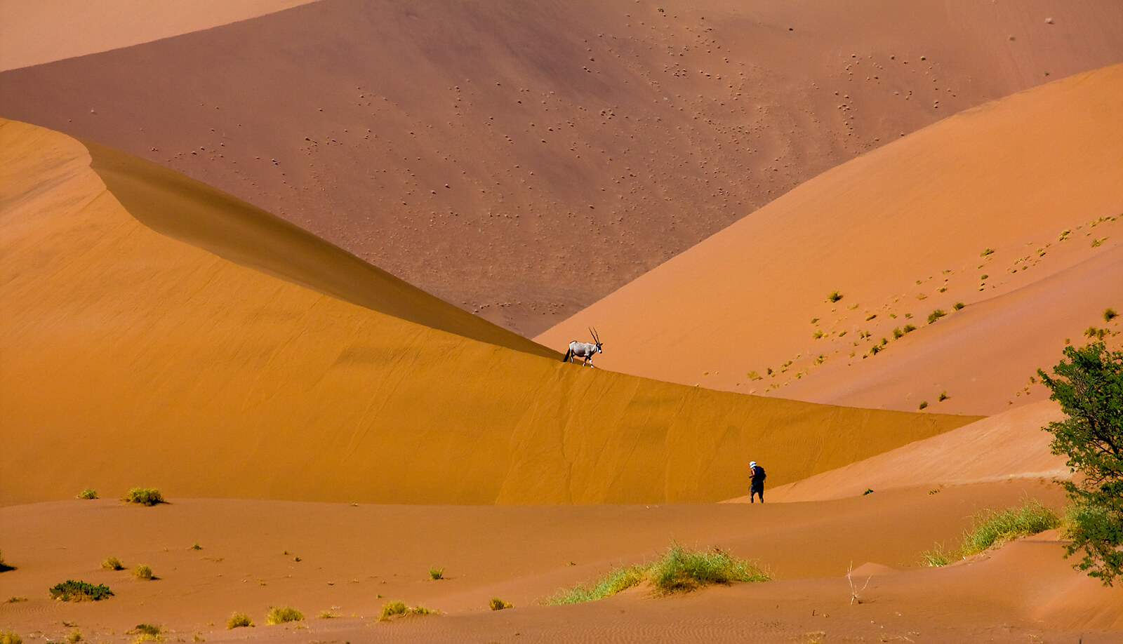 Namibia Animals