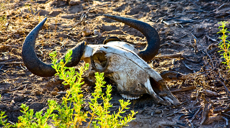 Kgalagadi