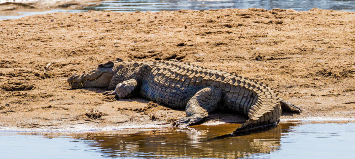 Kruger Animals